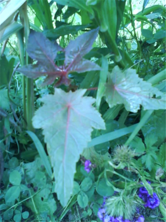 Ricinus
